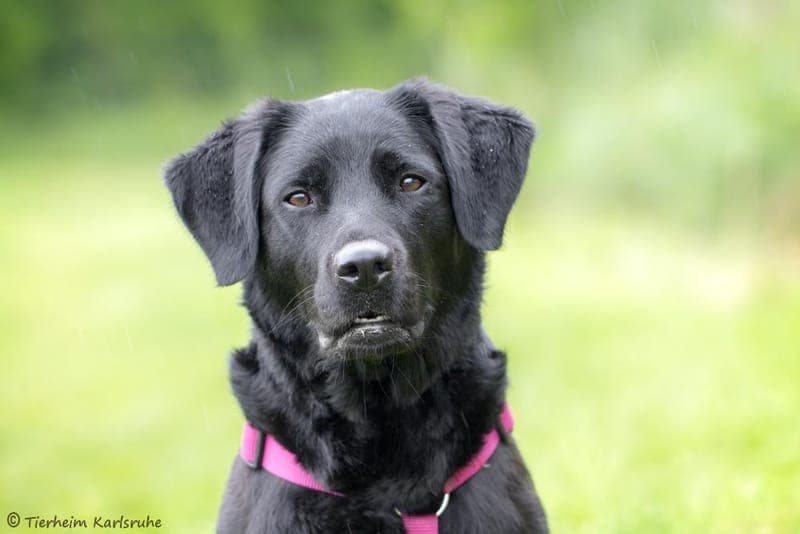 Nala - Hund zur Adoption aus Tierheim Karlsruhe