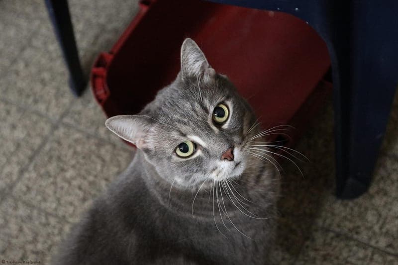 Nietzsche - Katze zur Adoption aus Tierheim Karlsruhe