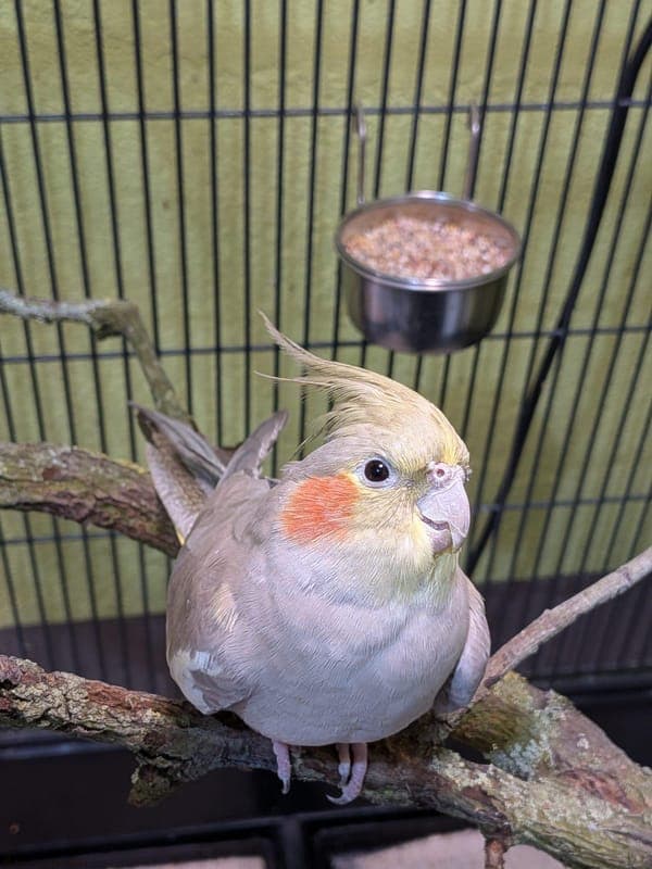 Nymphensittich – Liv - Exot zur Adoption aus Tierheim Karlsruhe