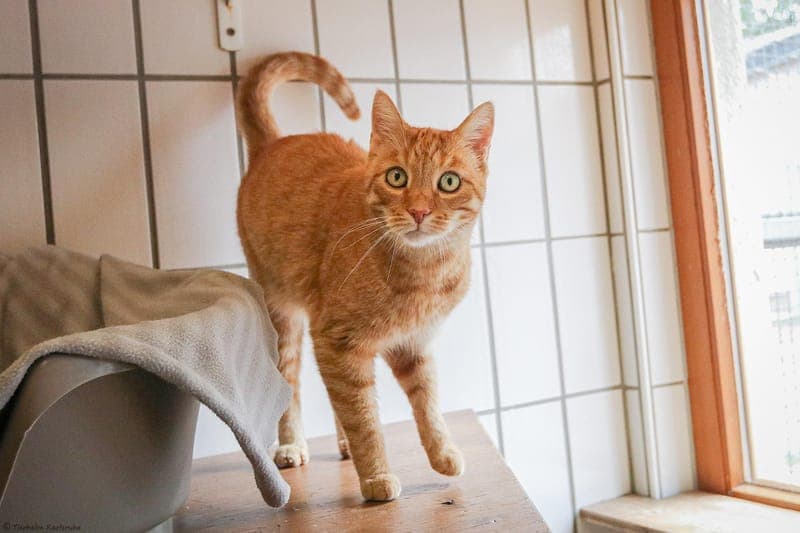 Pancake - Katze zur Adoption aus Tierheim Karlsruhe