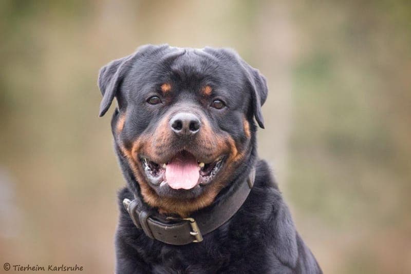 Pasa - Hund zur Adoption aus Tierheim Karlsruhe