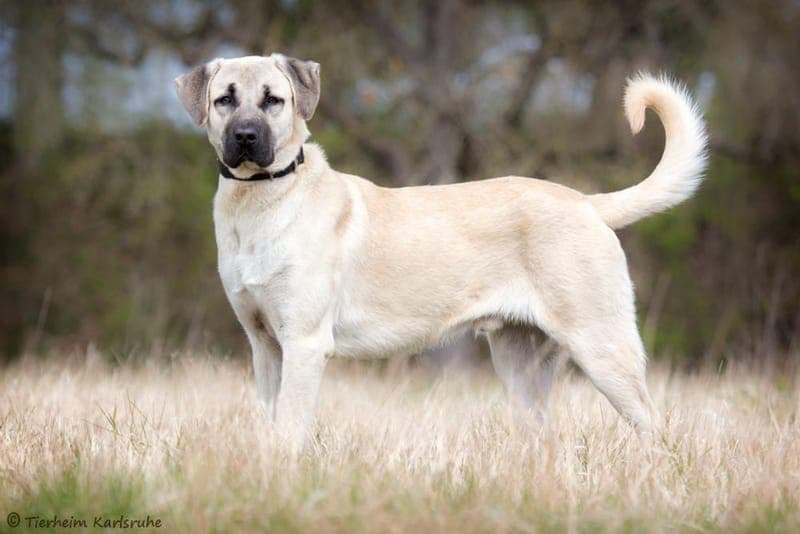 Pascha - Hund zur Adoption aus Tierheim Karlsruhe