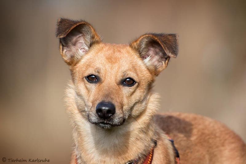 Pepper - Hund zur Adoption aus Tierheim Karlsruhe