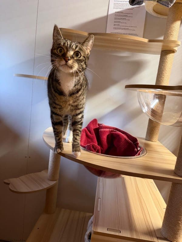 Puki - Katze zur Adoption aus Tierheim Karlsruhe