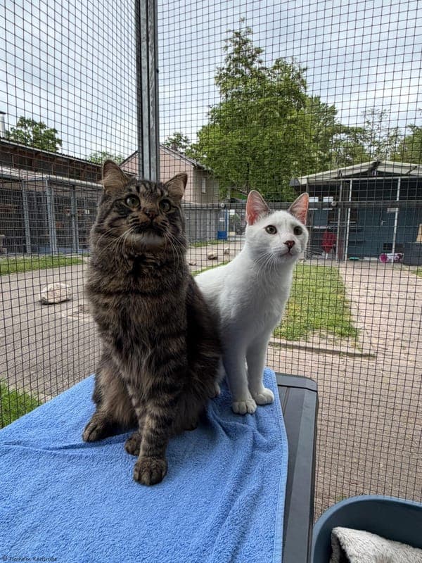 Rabat und Jojo - Katze zur Adoption aus Tierheim Karlsruhe