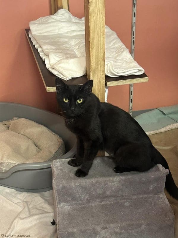 Samba - Katze zur Adoption aus Tierheim Karlsruhe