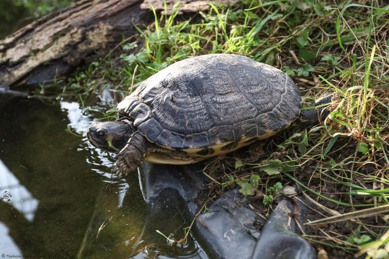 Schmuckschildkröte Sunny - Exot zur Adoption aus Tierheim Karlsruhe