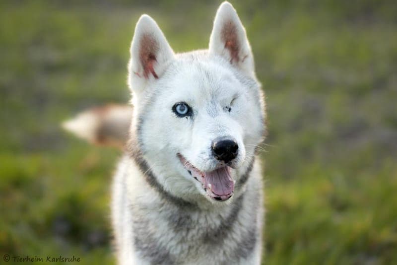 Simba - Hund zur Adoption aus Tierheim Karlsruhe