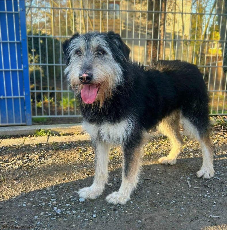 Sindy - Hund zur Adoption aus Tierheim Karlsruhe