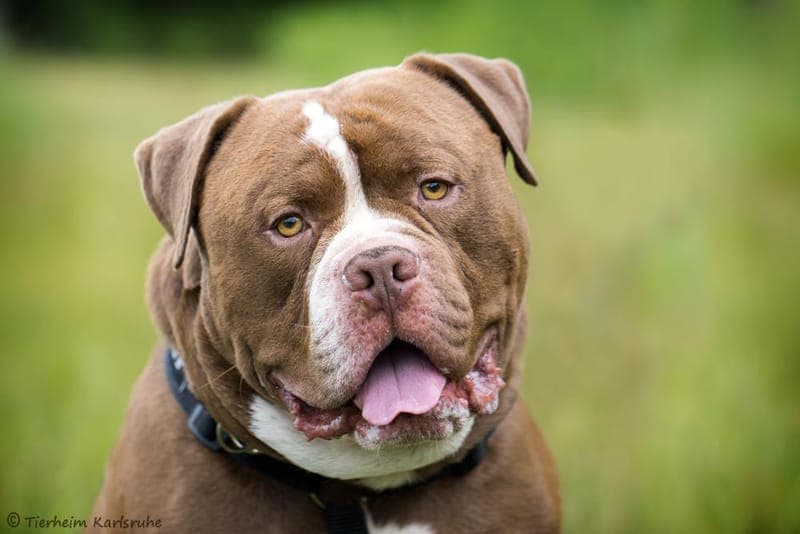 Sulli - Hund zur Adoption aus Tierheim Karlsruhe