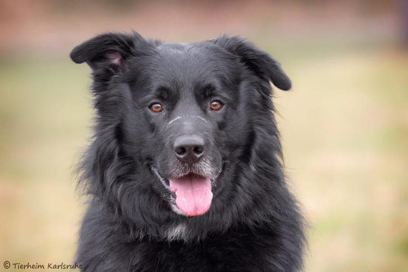 Teddy - Hund zur Adoption aus Tierheim Karlsruhe