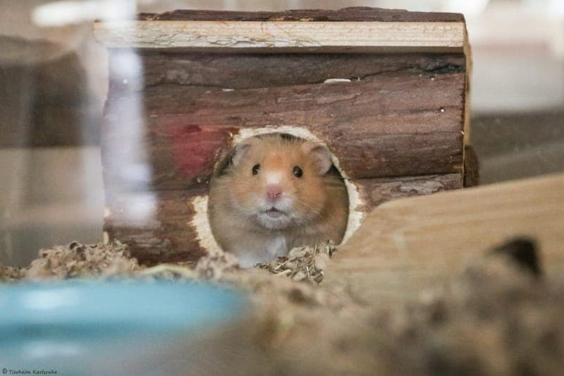 Teddyhamster Simon - Kleintier zur Adoption aus Tierheim Karlsruhe