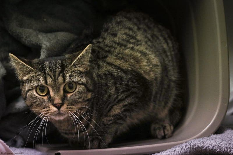 Timon - Katze zur Adoption aus Tierheim Karlsruhe