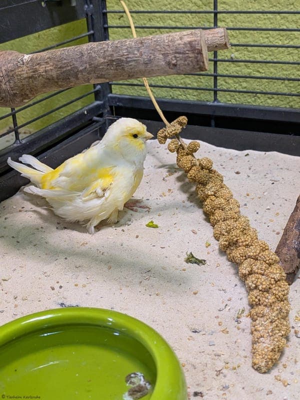 Tweety - Kleintier zur Adoption aus Tierheim Karlsruhe