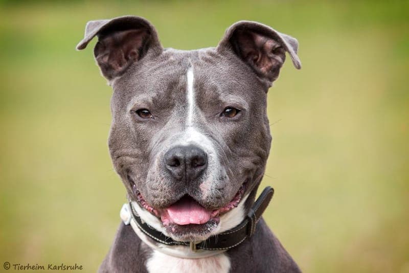 Tyson - Hund zur Adoption aus Tierheim Karlsruhe