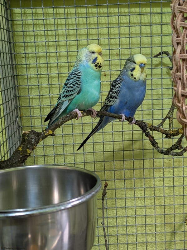 Wellensittiche – Eddie & Efi - Exot zur Adoption aus Tierheim Karlsruhe