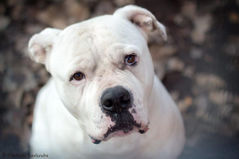 Zeus - Hund zur Adoption aus Tierheim Karlsruhe