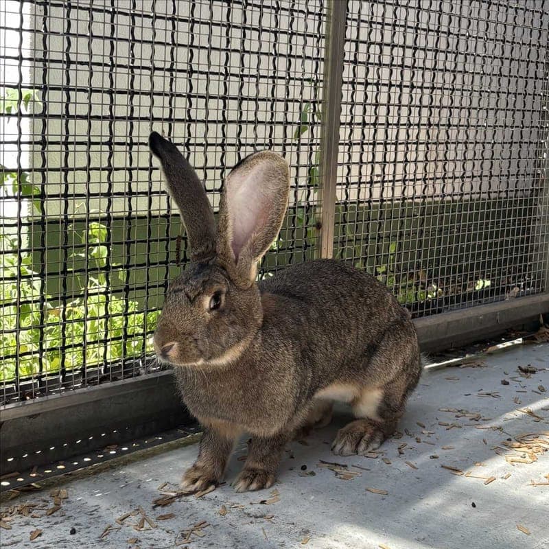ALFINA - Kleintier zur Adoption aus Tierheim München