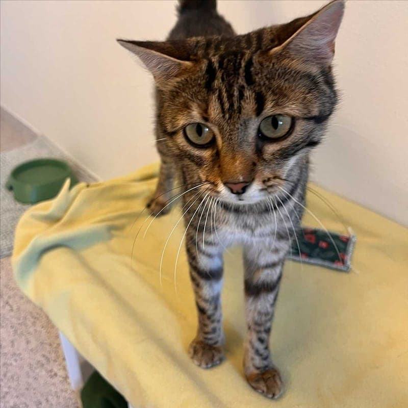ANNELIESE - Katze zur Adoption aus Tierheim München