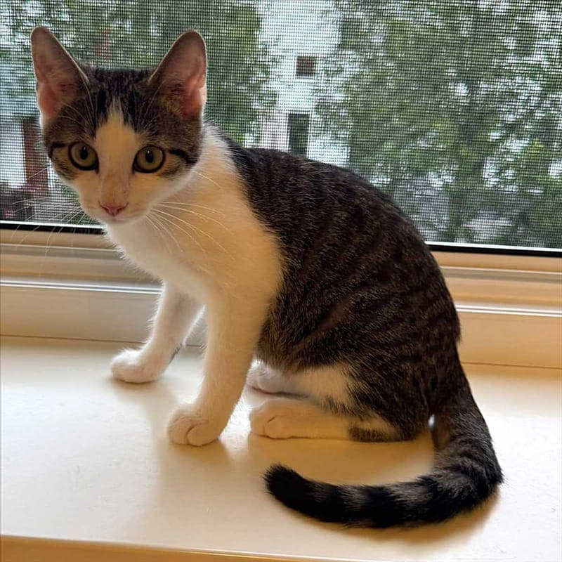ANTON - Katze zur Adoption aus Tierheim München