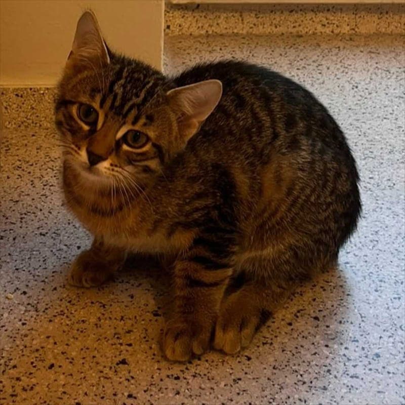 AVERELL DALTON - Katze zur Adoption aus Tierheim München
