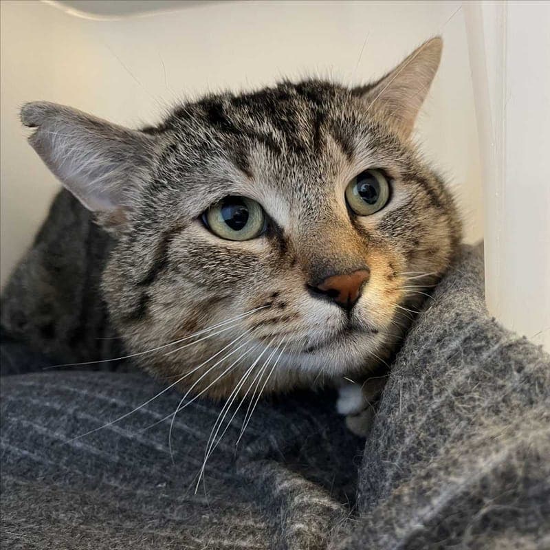 BABO - Katze zur Adoption aus Tierheim München