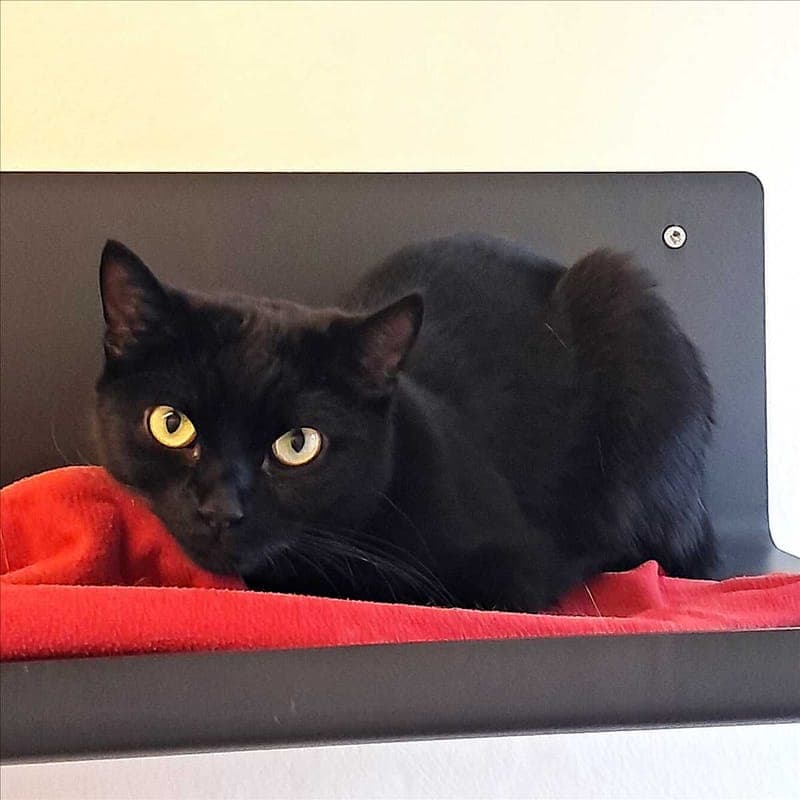 BABY - Katze zur Adoption aus Tierheim München