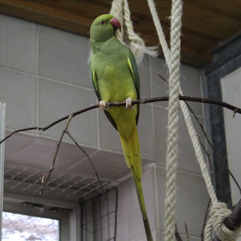 BAILEE - Vogel zur Adoption aus Tierheim München