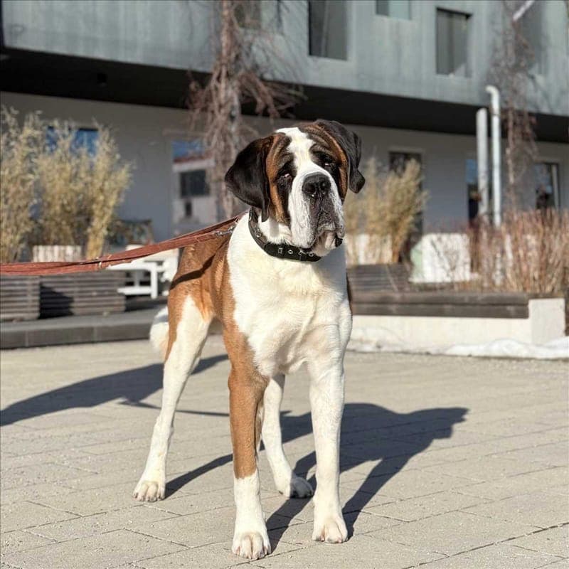 BALIN - Hund zur Adoption aus Tierheim München