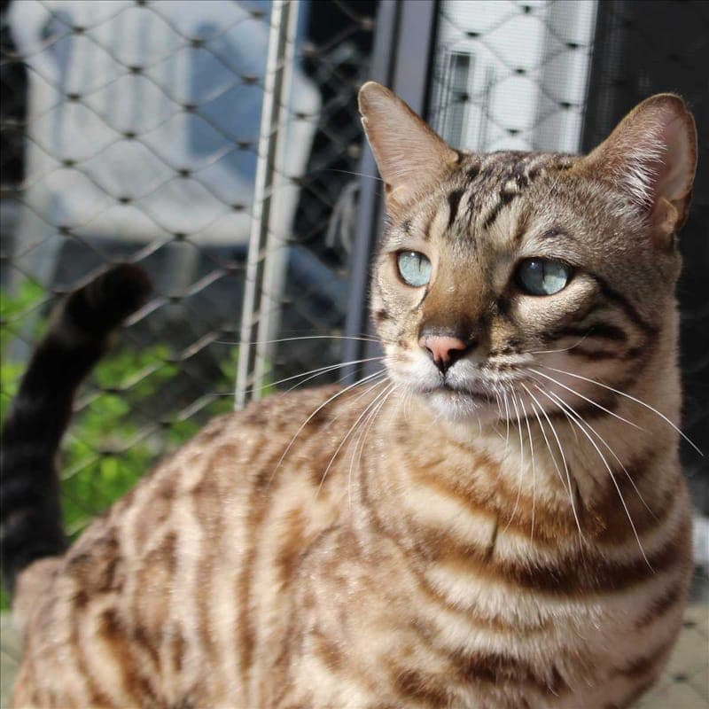 BALOU - Katze zur Adoption aus Tierheim München