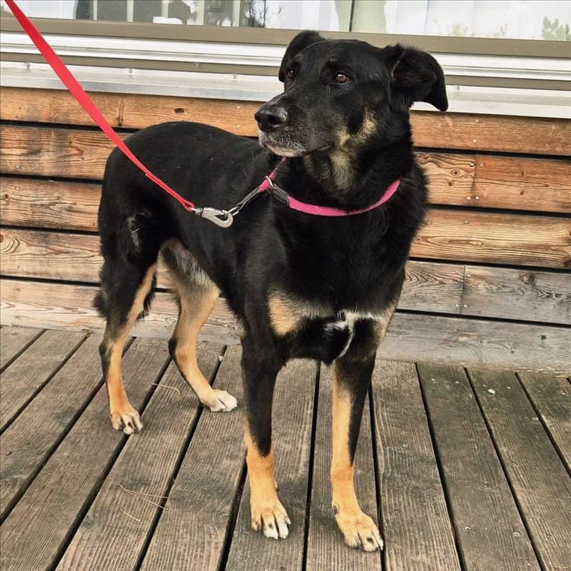 BALU - Hund zur Adoption aus Tierheim München