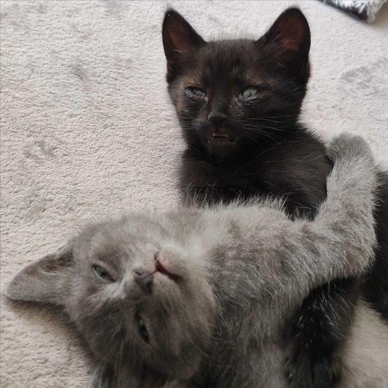 BAM - Katze zur Adoption aus Tierheim München