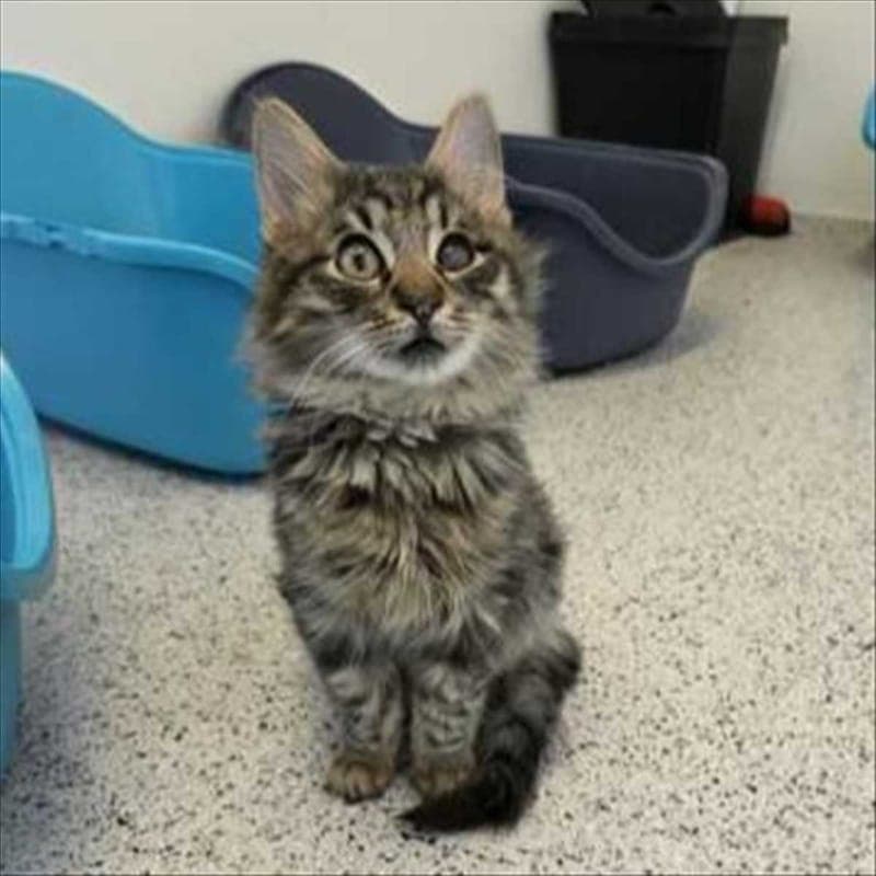 BAMBOO - Katze zur Adoption aus Tierheim München