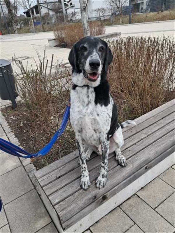 BASTI - Hund zur Adoption aus Tierheim München