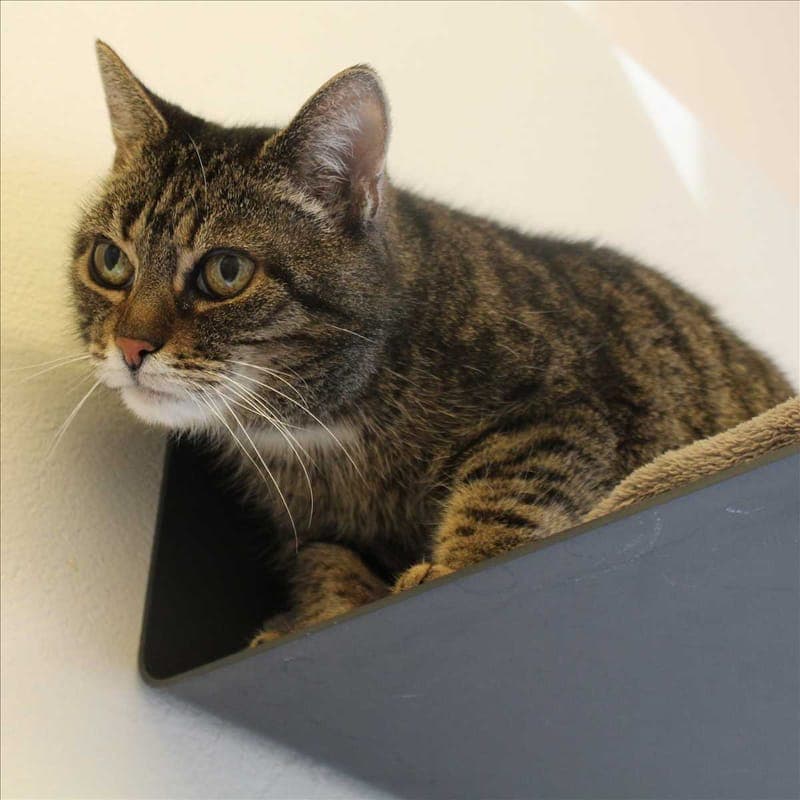 BAZI - Katze zur Adoption aus Tierheim München