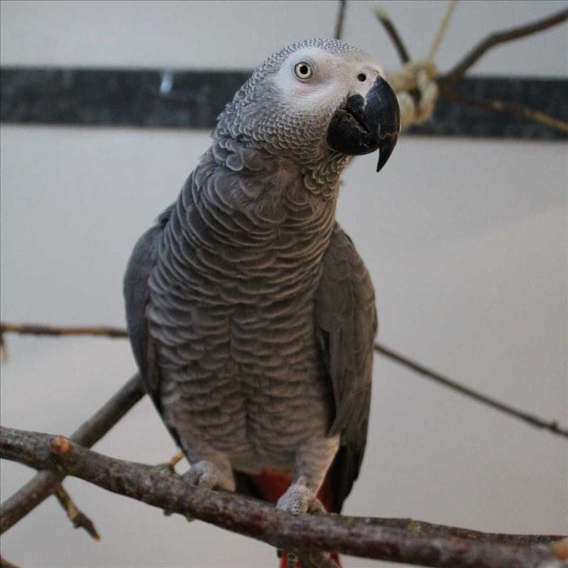 BAZI - Vogel zur Adoption aus Tierheim München
