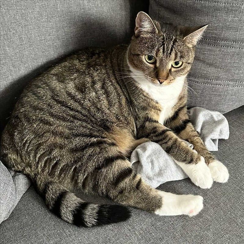 BELLA - Katze zur Adoption aus Tierheim München