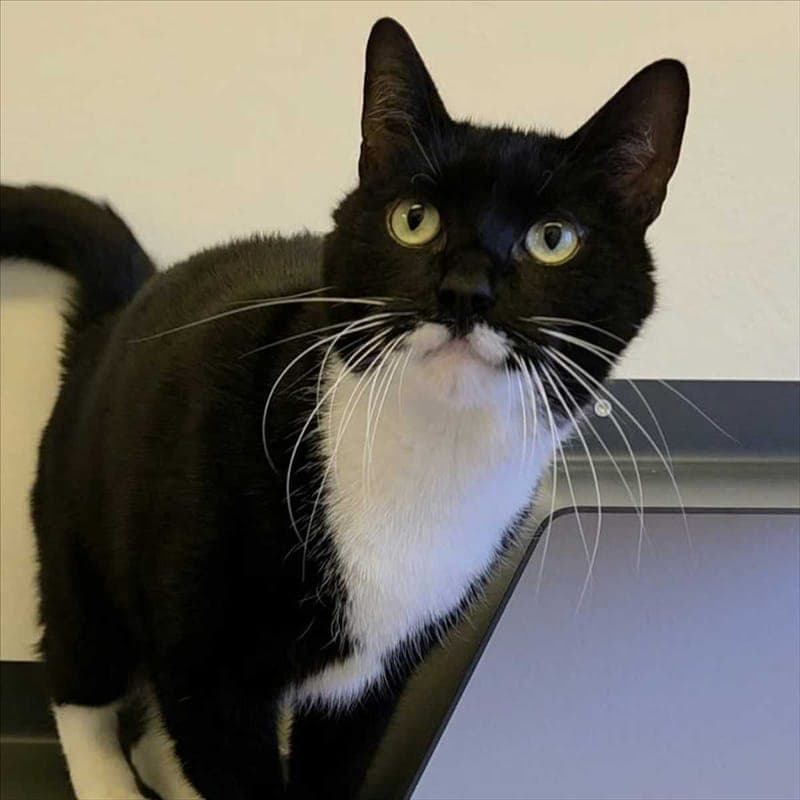 BELLO - Katze zur Adoption aus Tierheim München