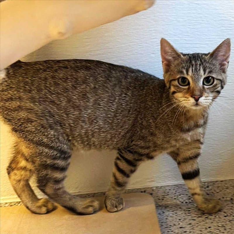 BERTA - Katze zur Adoption aus Tierheim München