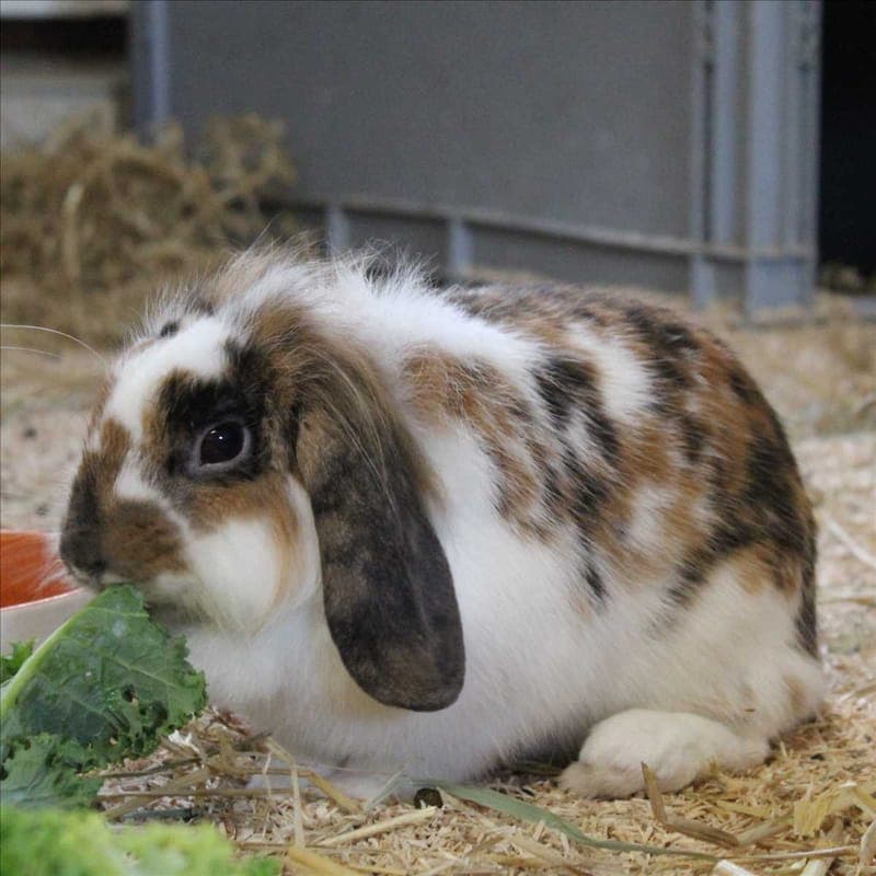BETZY - Kleintier zur Adoption aus Tierheim München