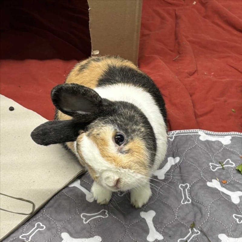 BILBO - Kleintier zur Adoption aus Tierheim München