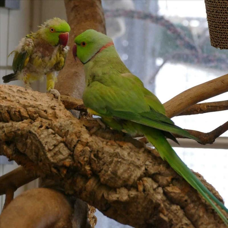 BINGO - Vogel zur Adoption aus Tierheim München