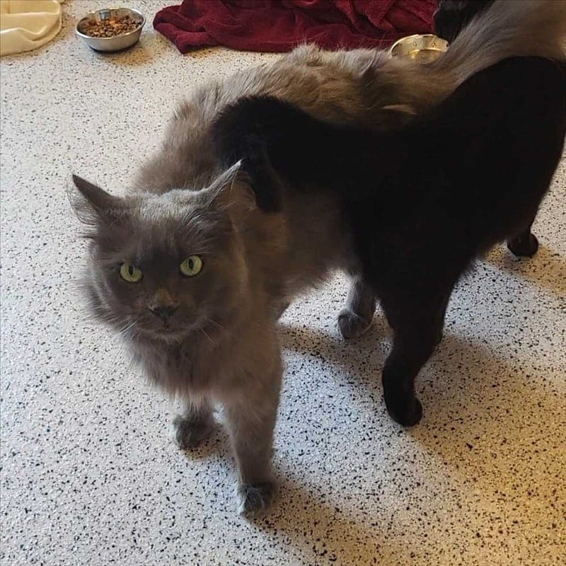 BLAUBÄR - Katze zur Adoption aus Tierheim München