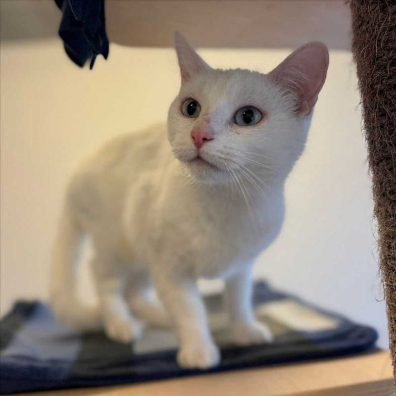 BLUME - Katze zur Adoption aus Tierheim München