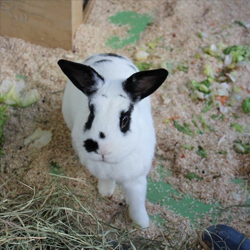 BOBBES - Kleintier zur Adoption aus Tierheim München