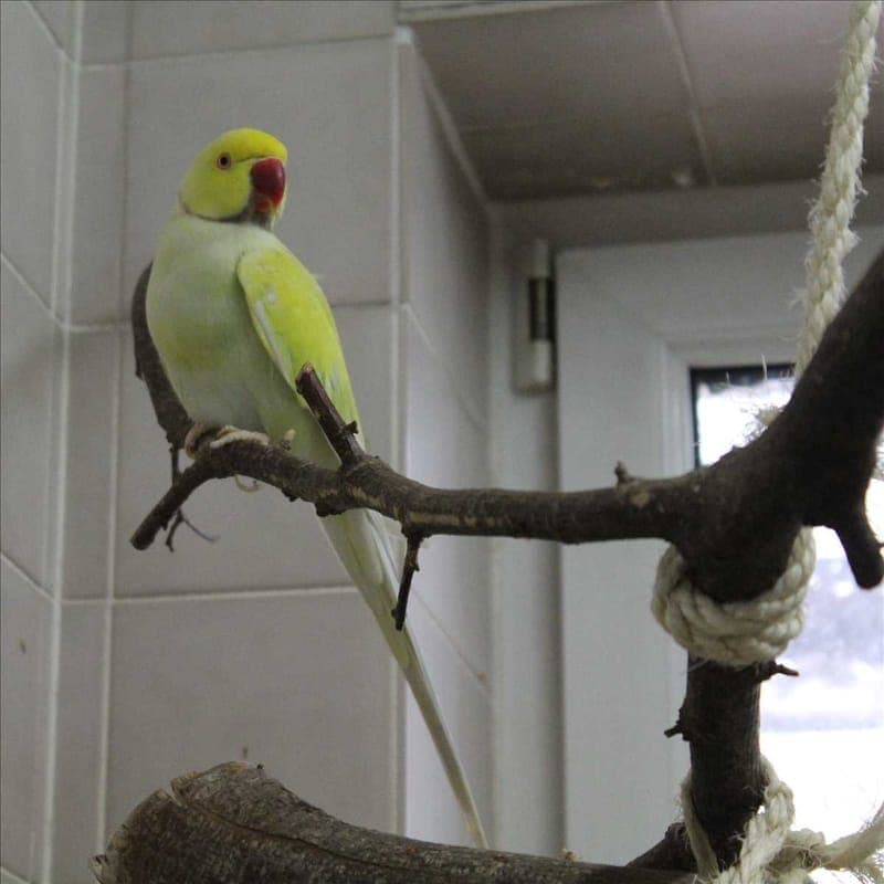 BORB - Vogel zur Adoption aus Tierheim München
