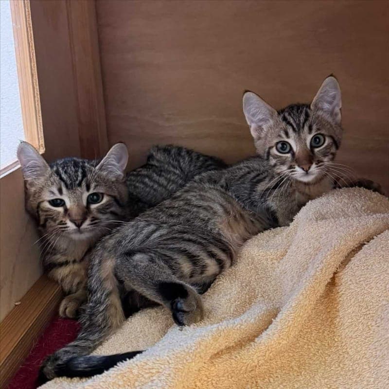 BROOKLYN - Katze zur Adoption aus Tierheim München