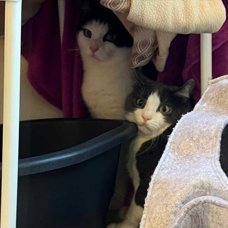BUBBI - Katze zur Adoption aus Tierheim München