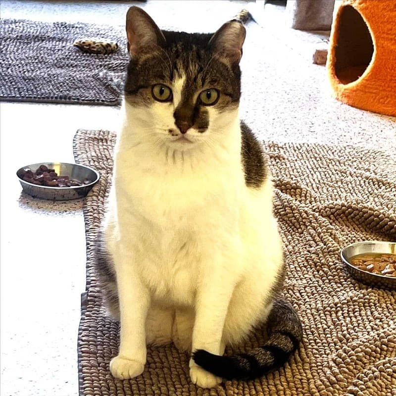 CALIZIFER - Katze zur Adoption aus Tierheim München