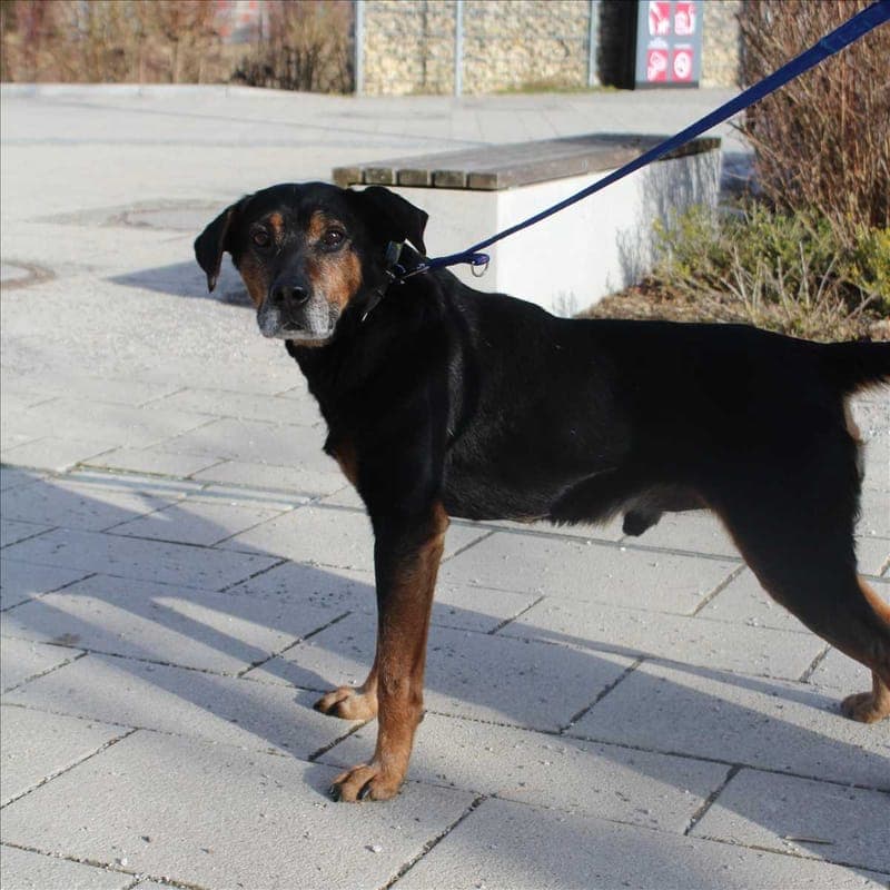 CAPPER - Hund zur Adoption aus Tierheim München